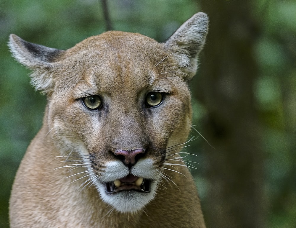 tilt shift focus photography of lioness