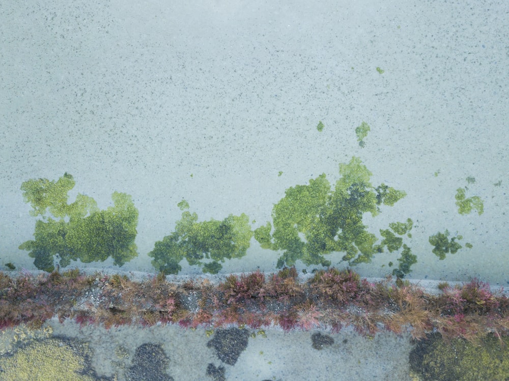 a group of trees growing on the side of a building