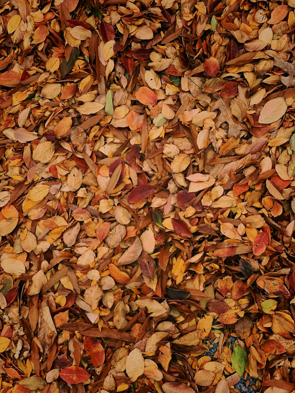 foglie marroni essiccate