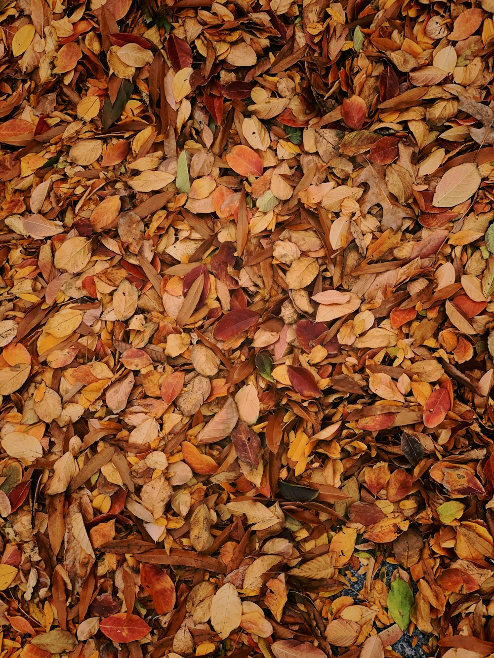 dried brown leaves