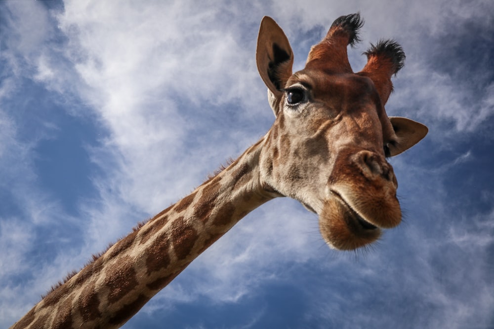 close-up photography of giraffe