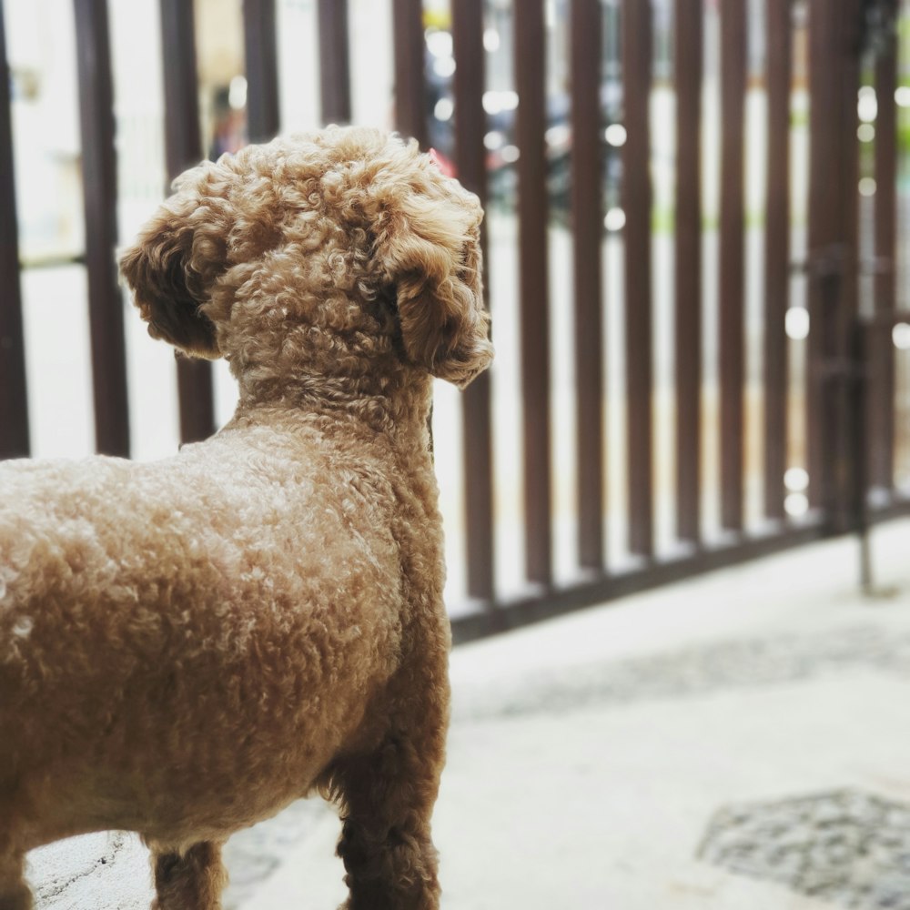 small long-coated tan dog near metal bars