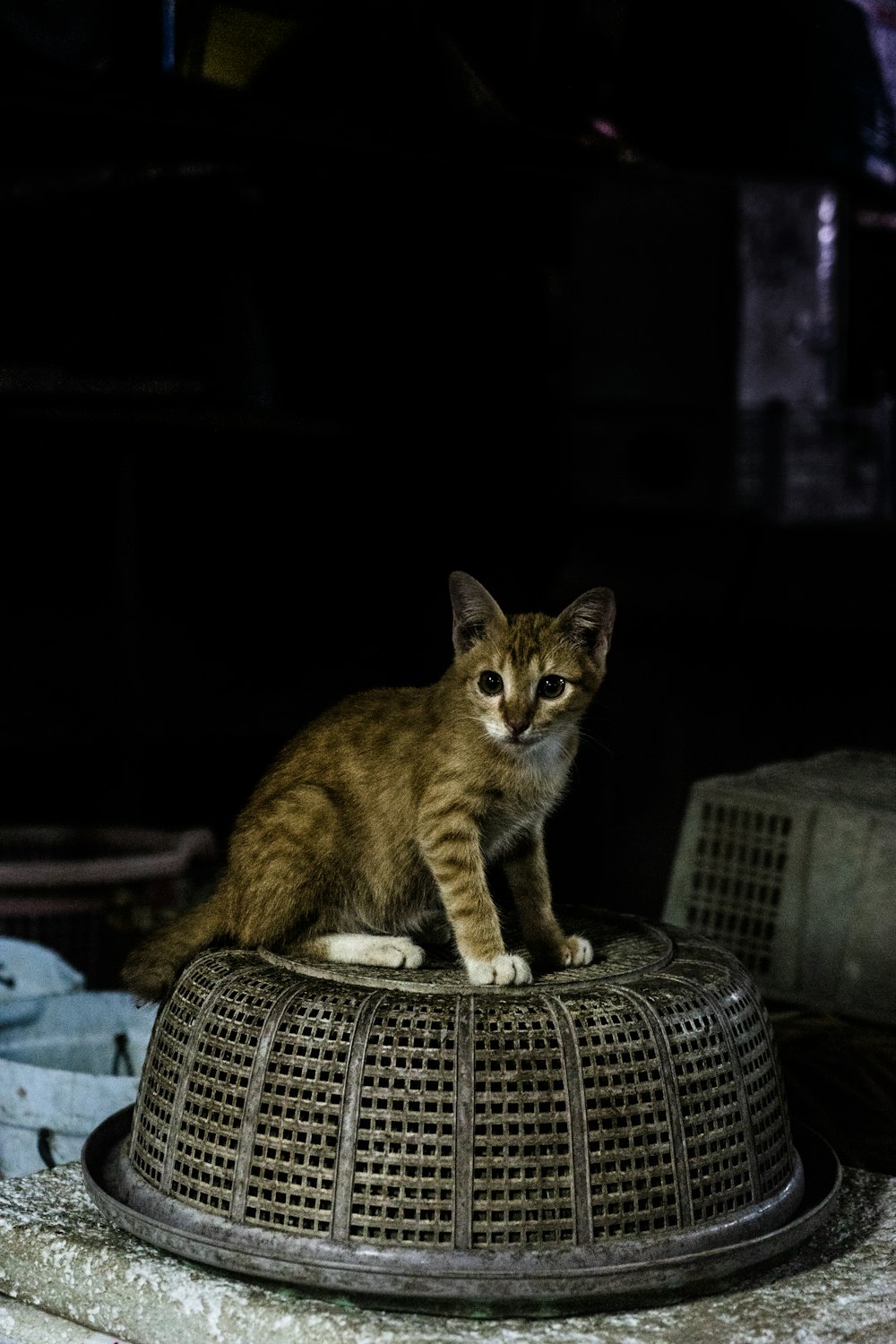 tabby kitten on baskt