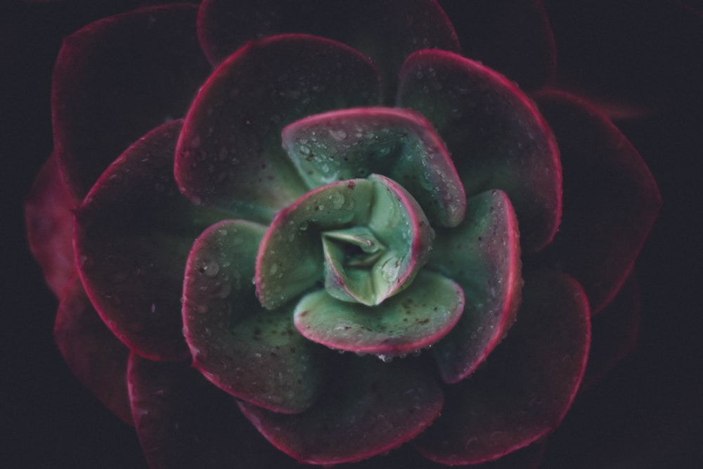 a close up of a flower on a black background