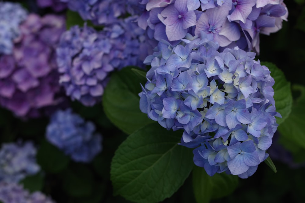 bunch of purple flowers blooming