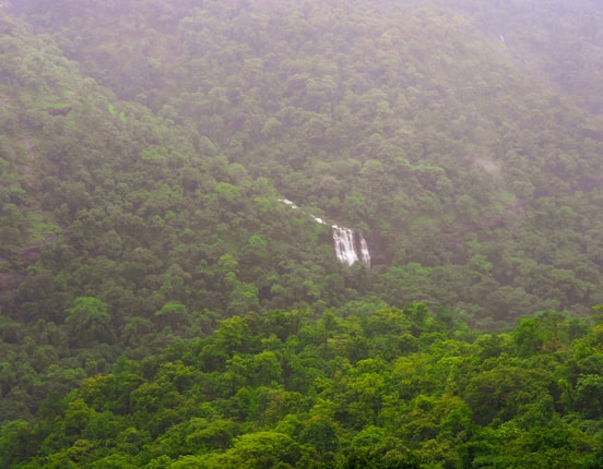 Lush green forest covering a hilly terrain with a waterfall cascading down the slope, partially obscured by mist and fog.