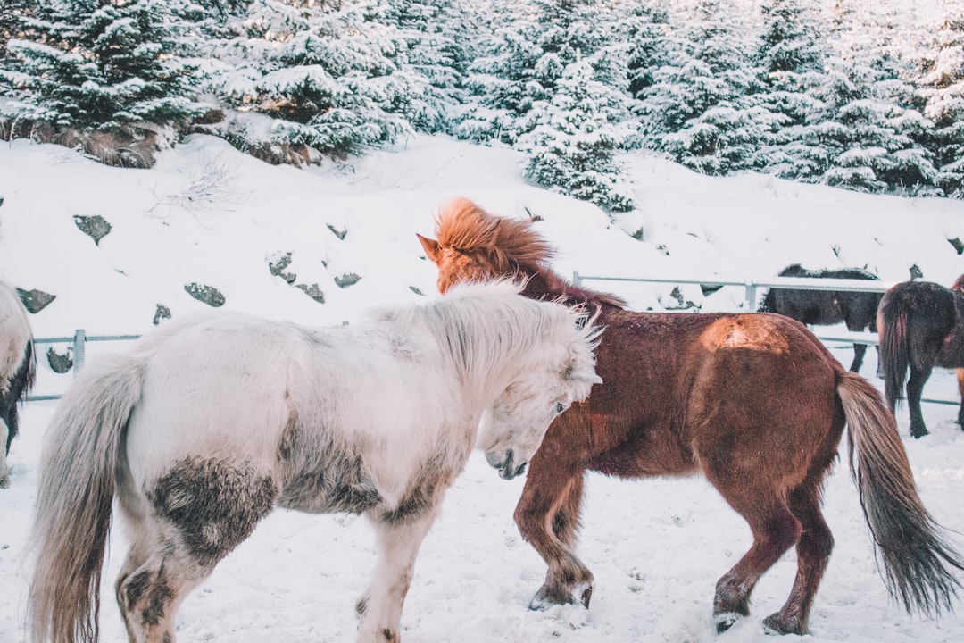 two horse standing on covered snow land during daytime