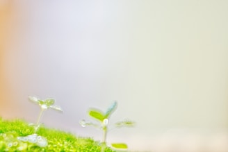 Soft focus image of cannabis seeds resting on a bed of moss outdoors.