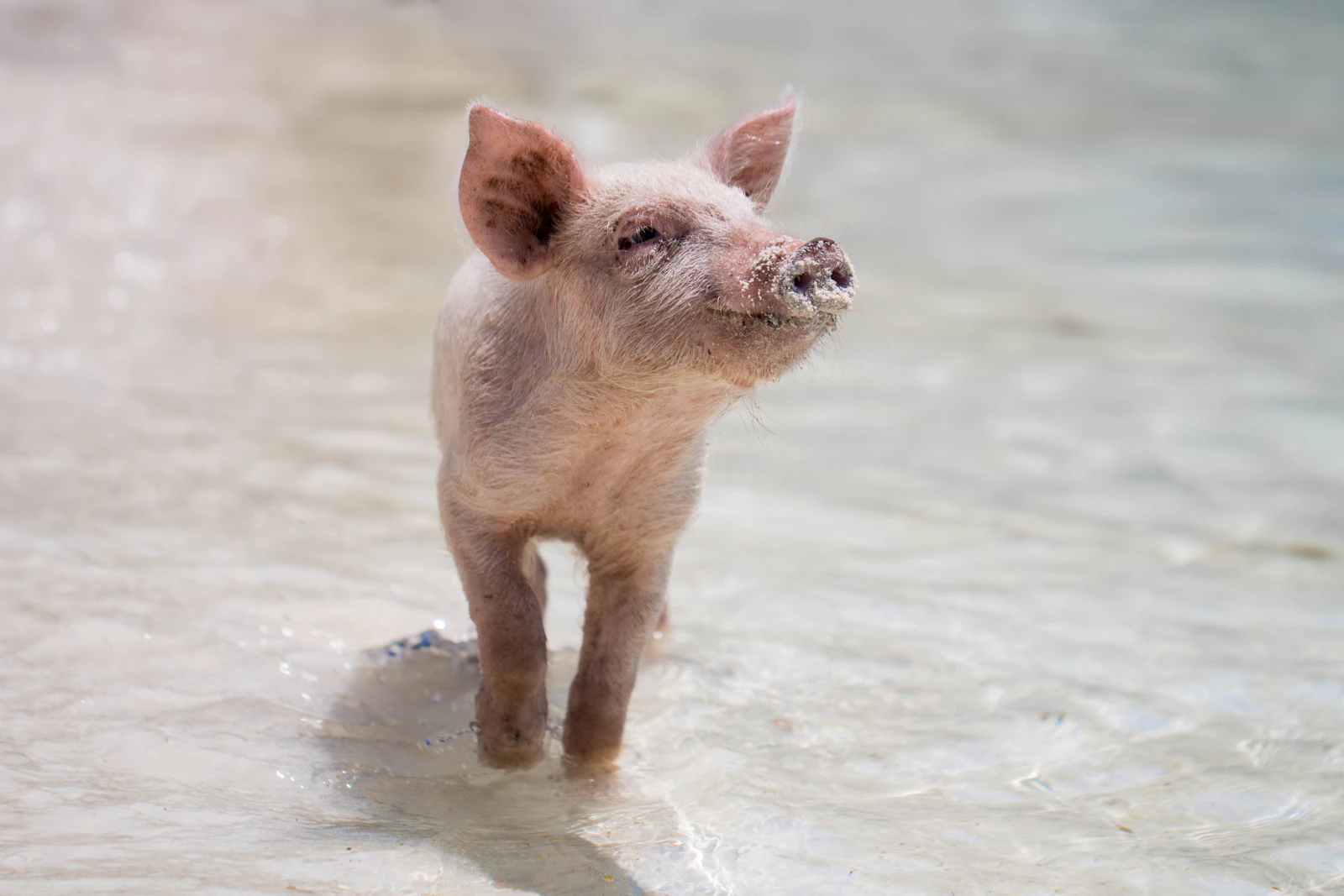 Exuma's famous swimming pig standing in shallow turquoise water, Bahamas