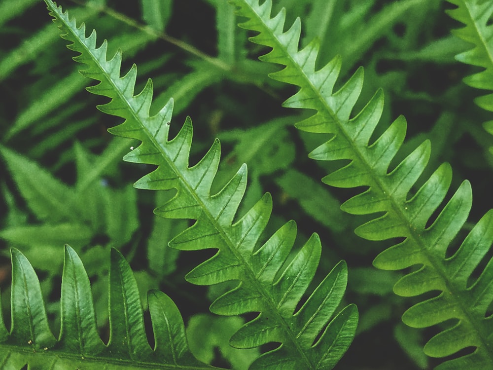 green fern close-up photography