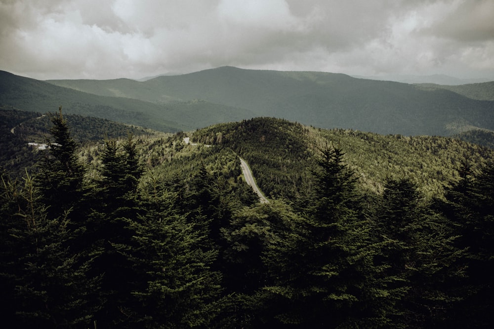 Vue à vol d’oiseau de la forêt