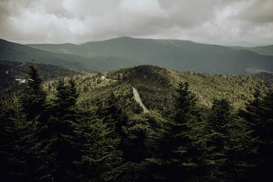 bird's eye view of forest in Mount Mitchell State Park United States