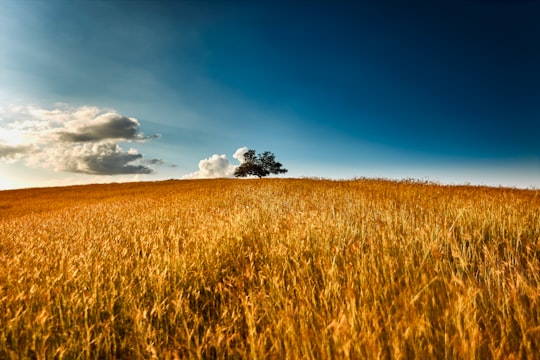 wheat field at daytime in San Pelayo Colombia