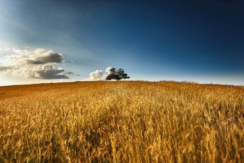 wheat field at daytime