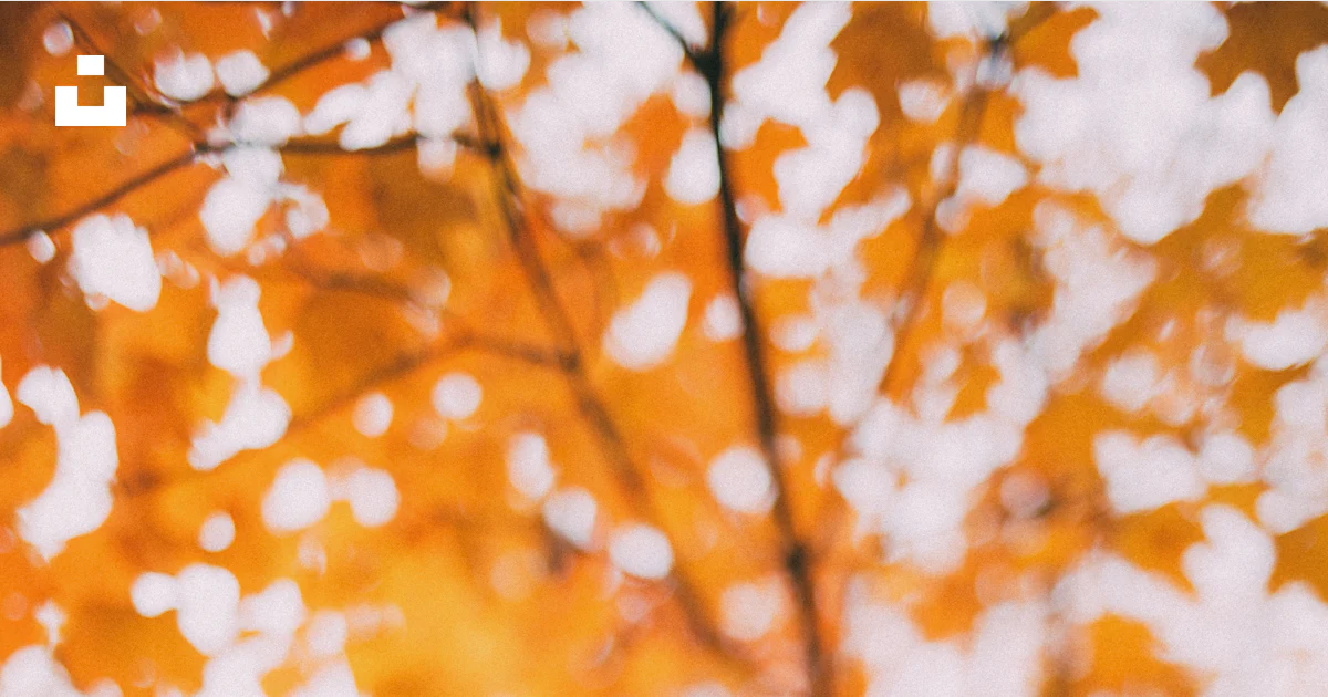 Left human hand raising front of maple tree photo – Free Light Image on ...
