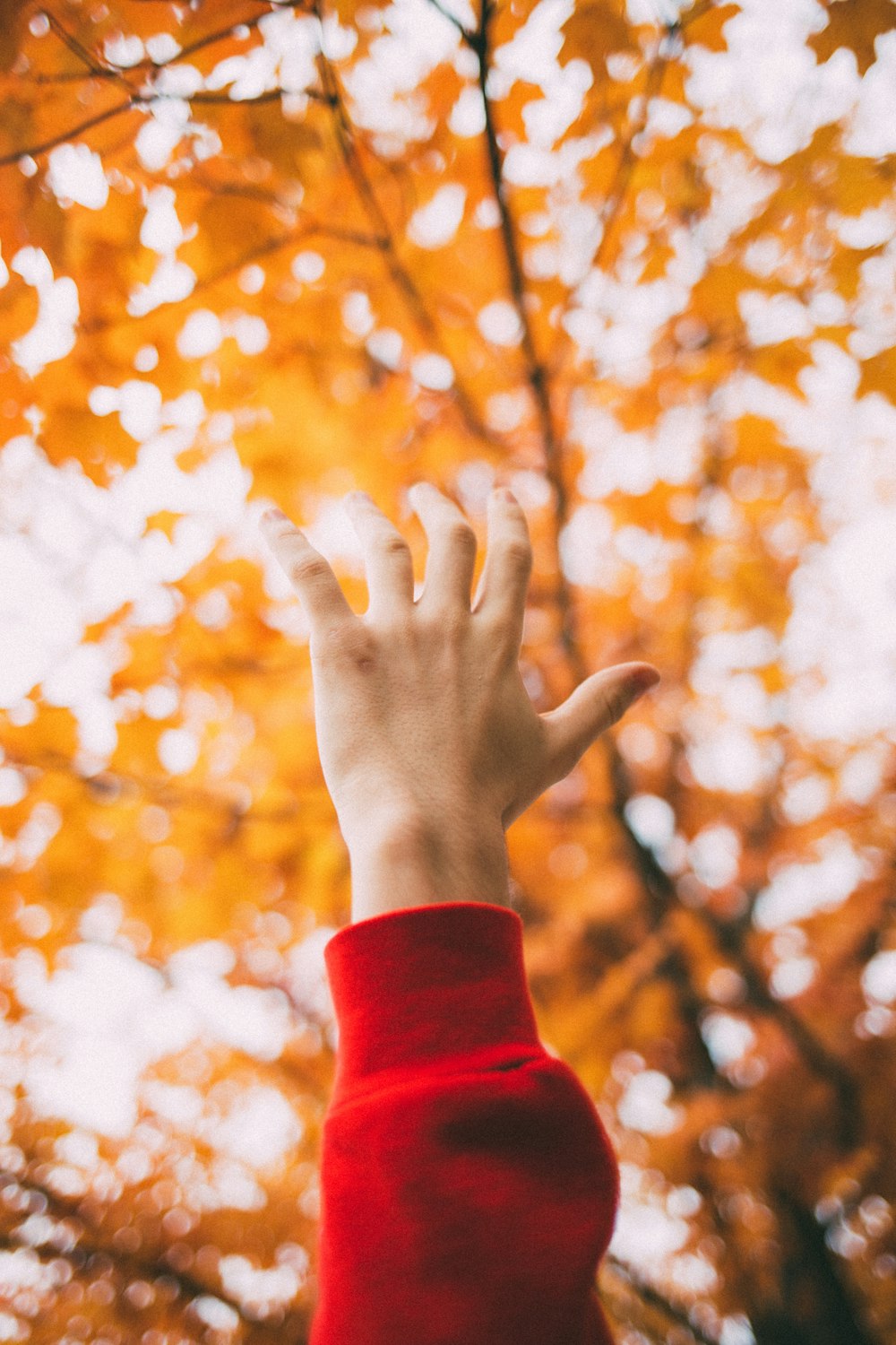 left human hand raising front of maple tree