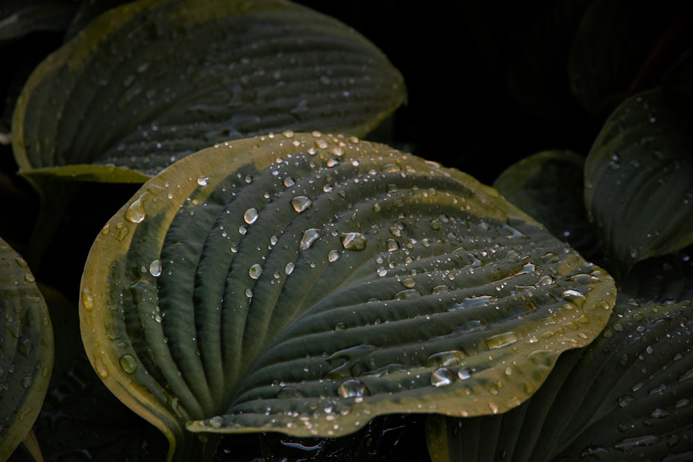 green leaf with water dews