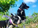 two black dogs
