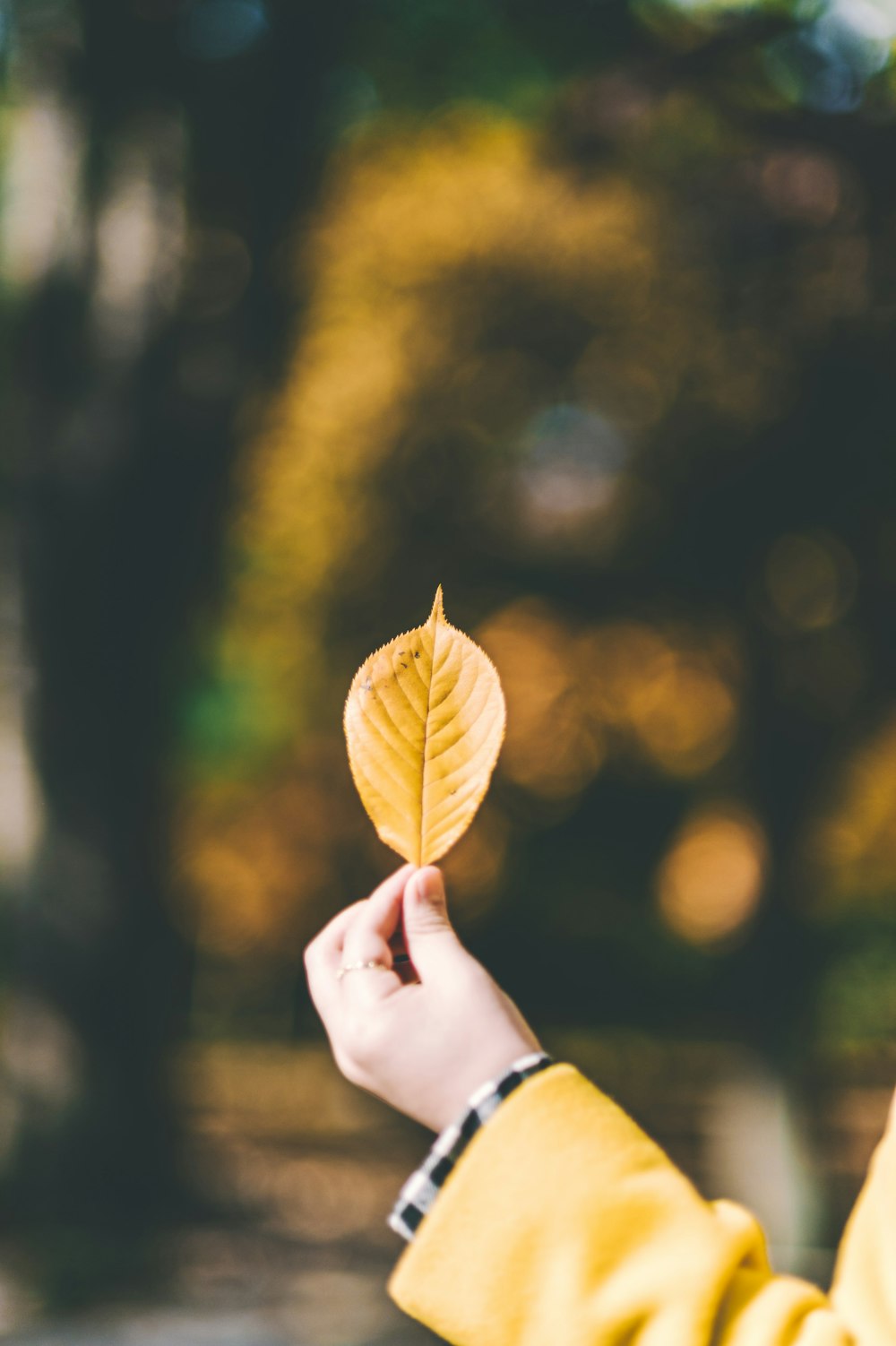 person holding leaf