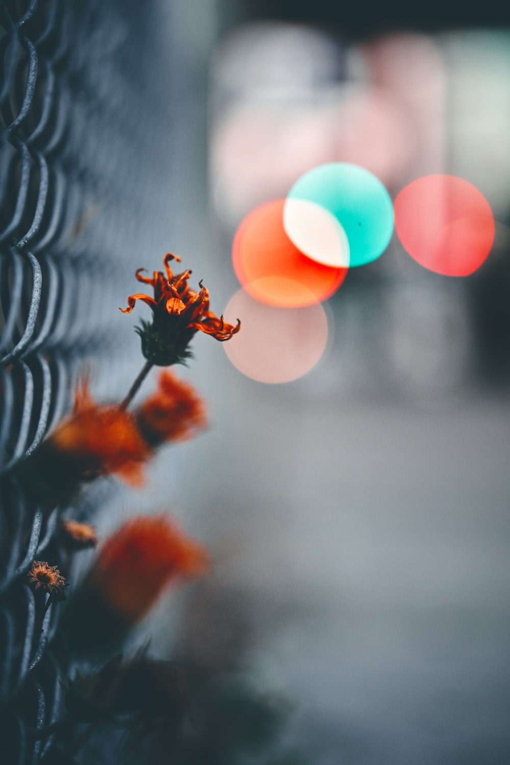 fotografía de primer plano de flor de pétalos naranjas