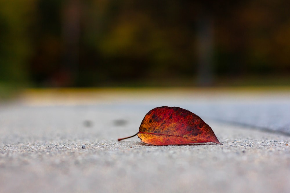 brown leaf on ground