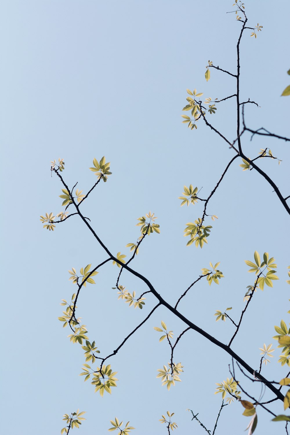 green twigs