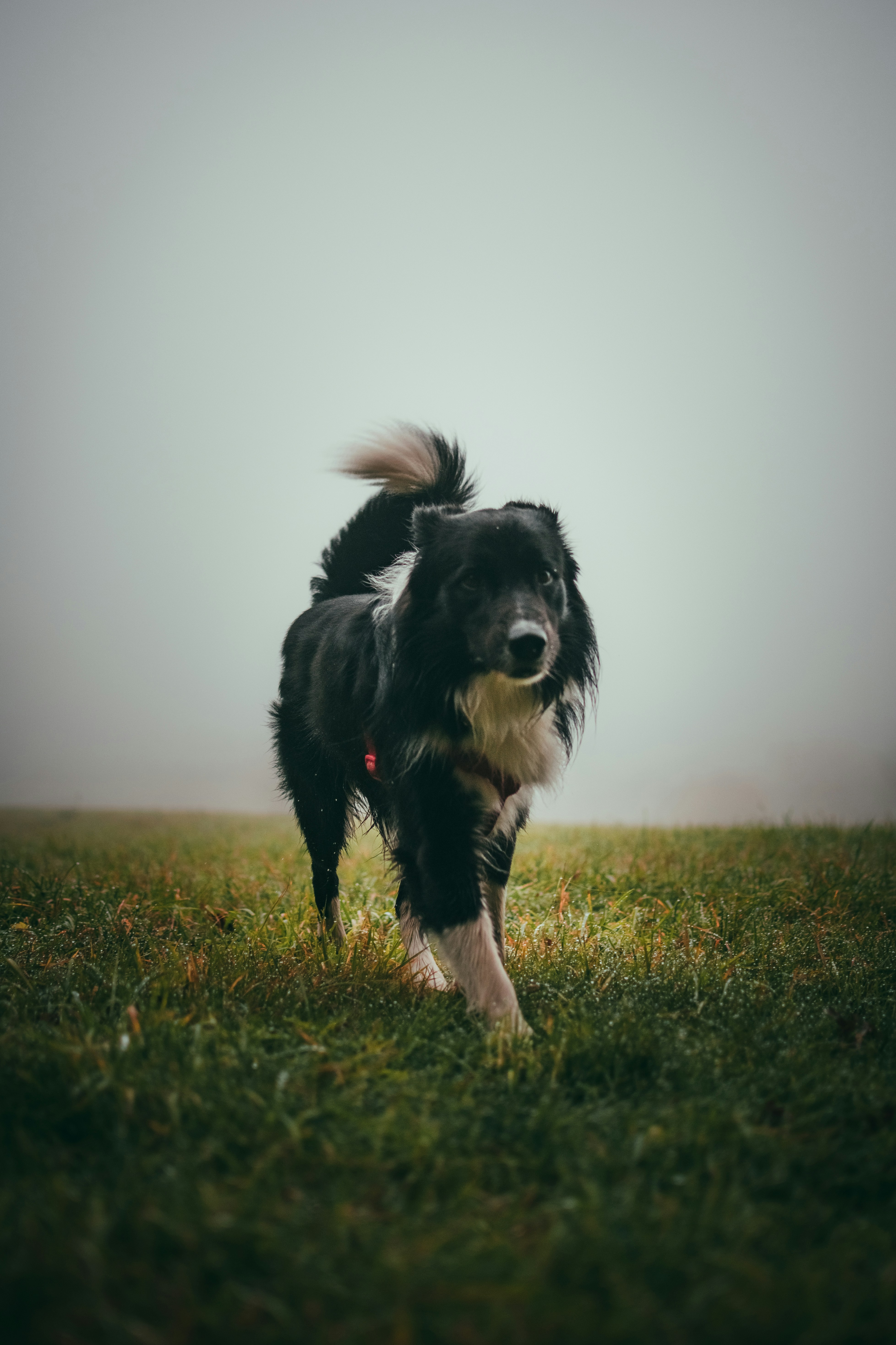 Foto zum Thema Kurzhaariger schwarz-weißer Hund – Kostenloses Bild zu ...