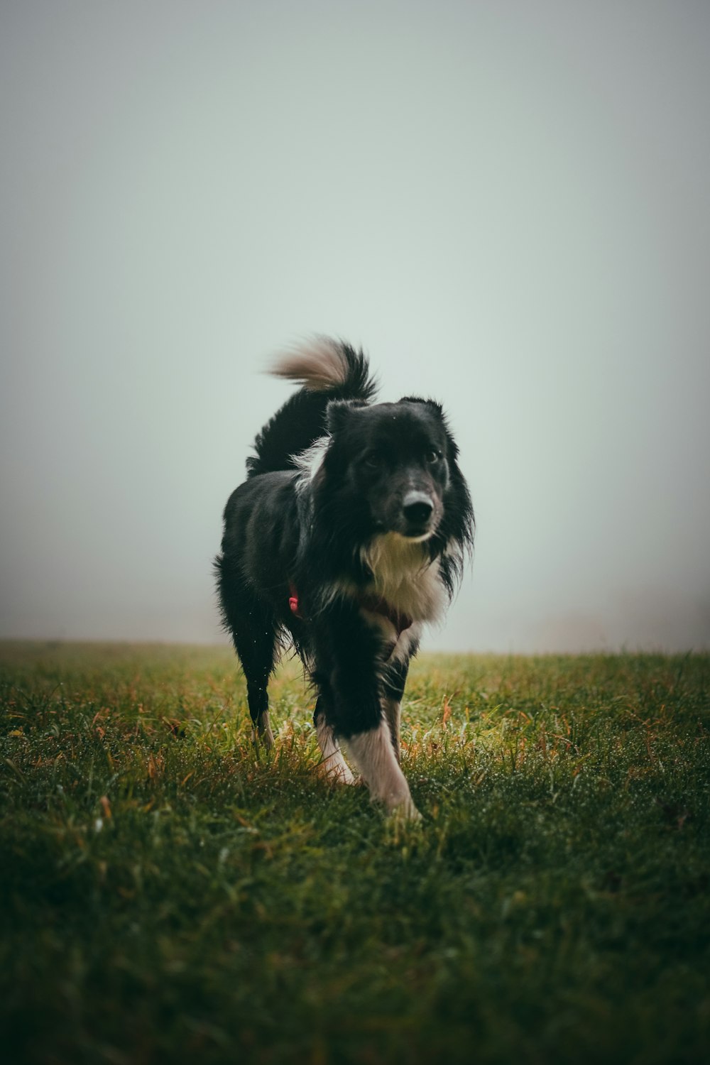 short-coated black and white dog