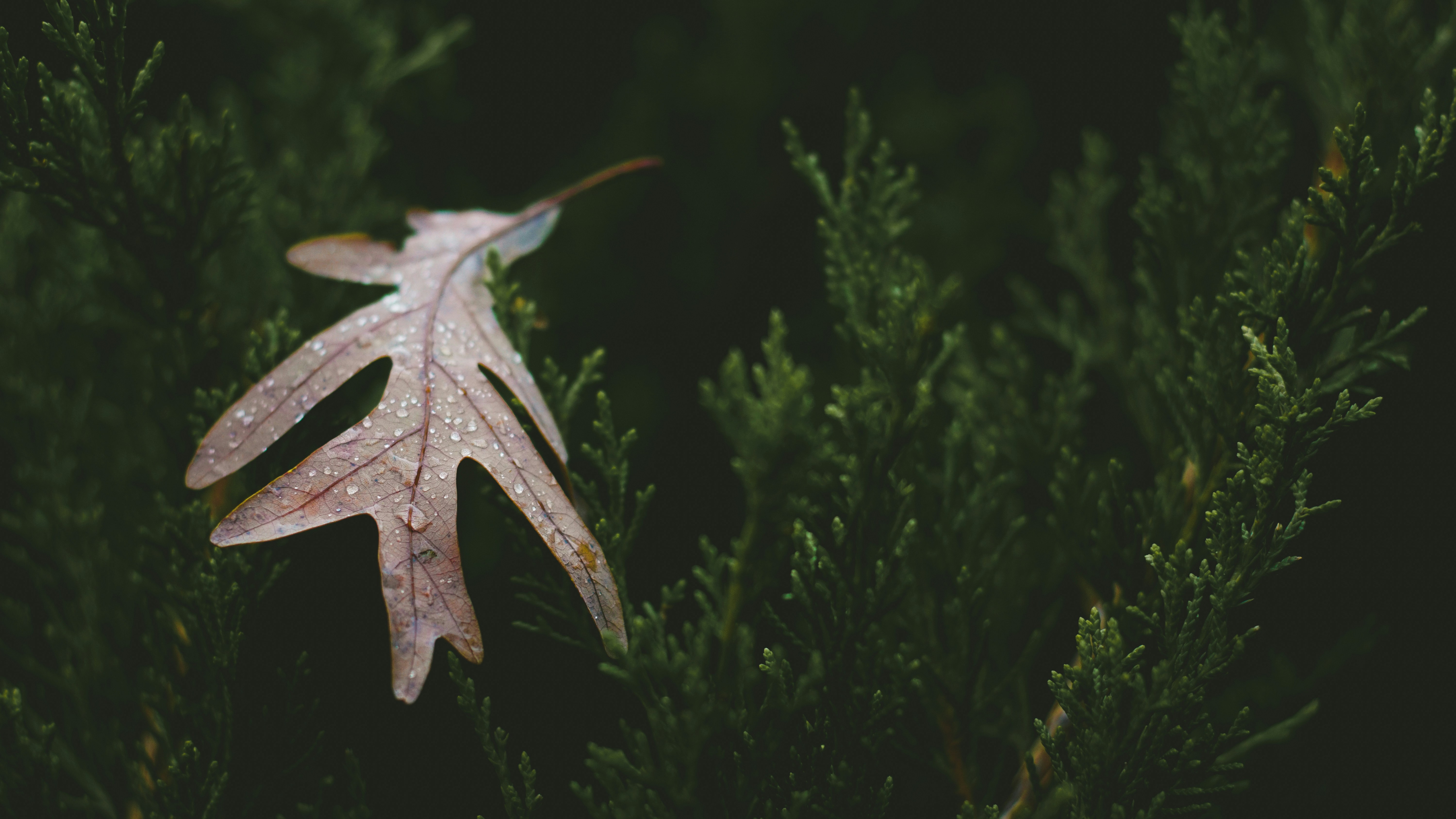 a leaf that is sitting on a tree