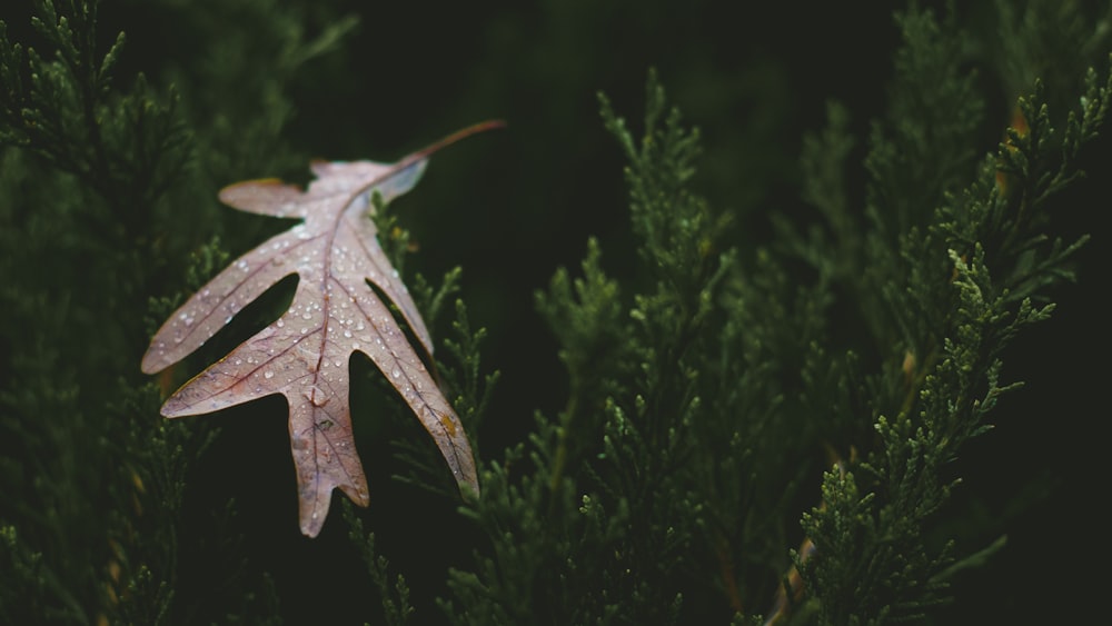 a leaf that is sitting on a tree