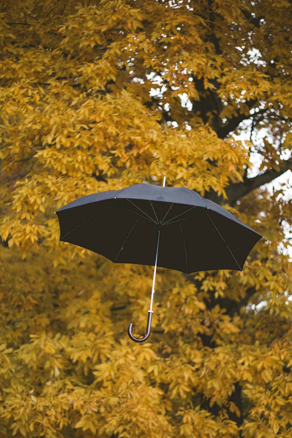 floating black umbrella