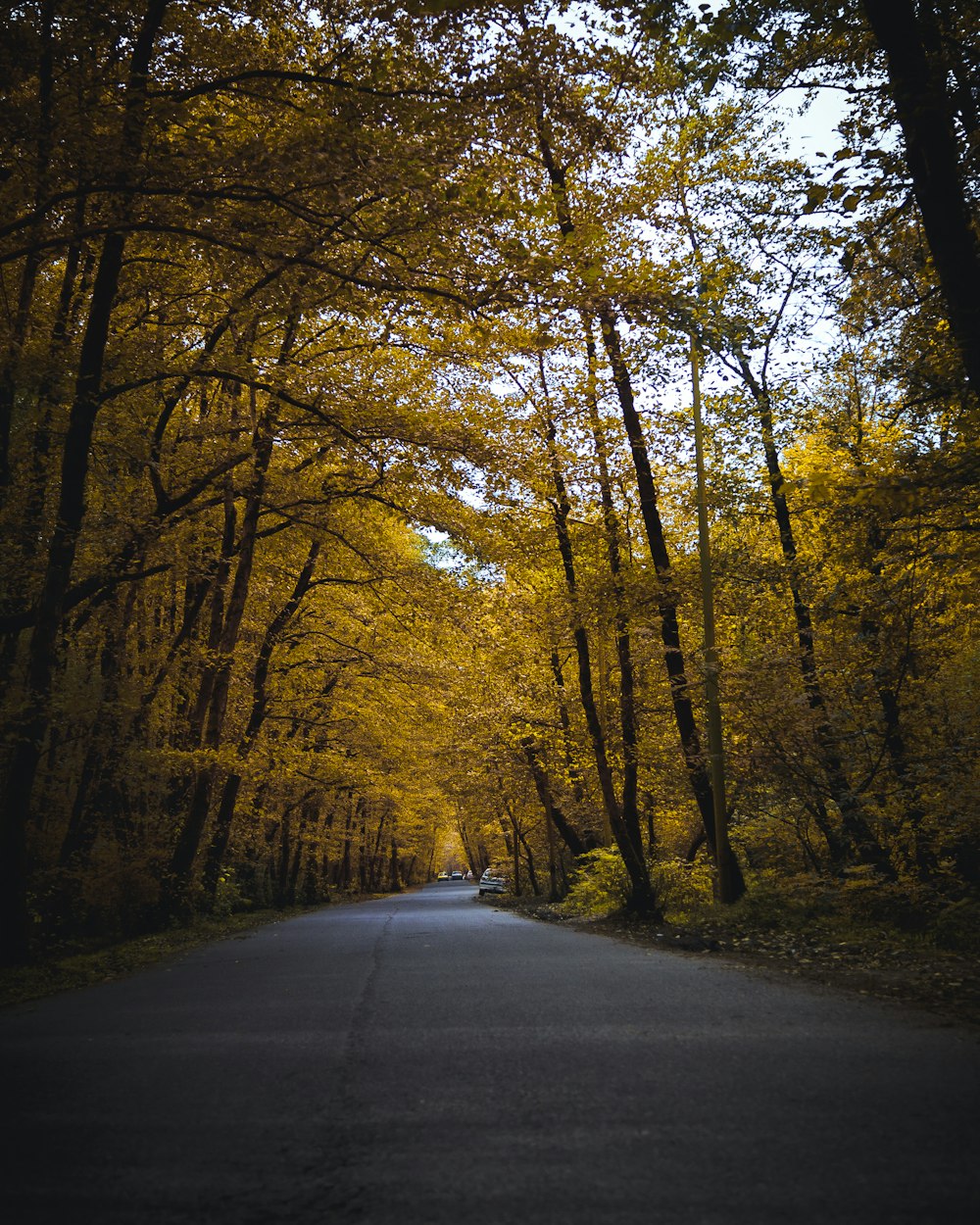 no vehicles on road in the forest