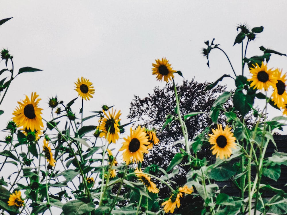 sun flower field during daytime