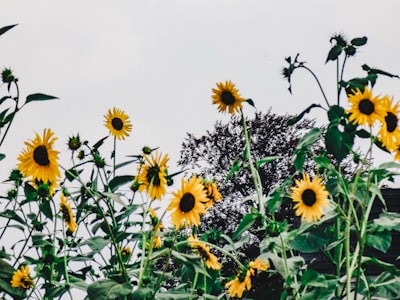 sun flower field during daytime pennsylvania google meet background