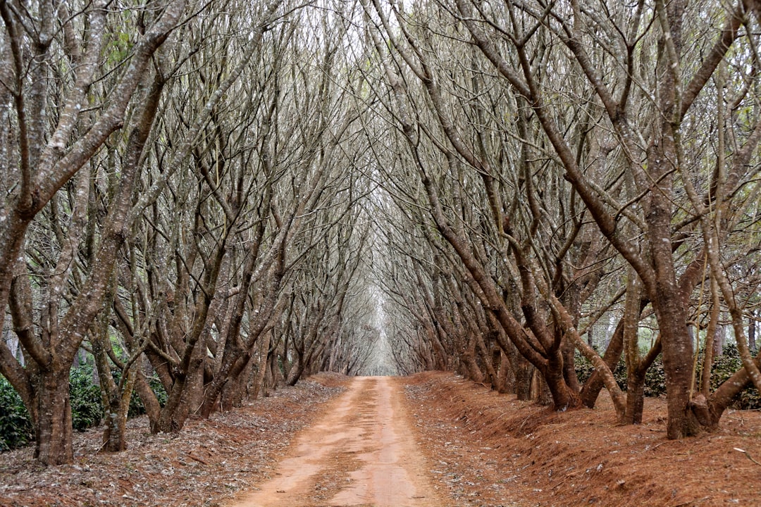 pathway between trees