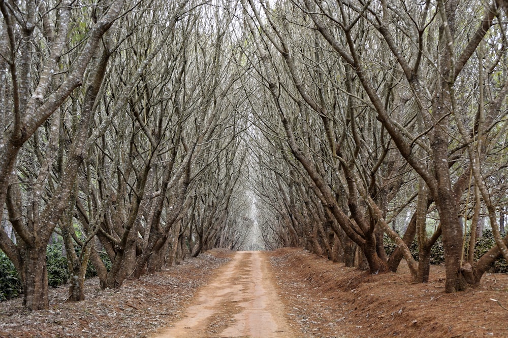 pathway between trees