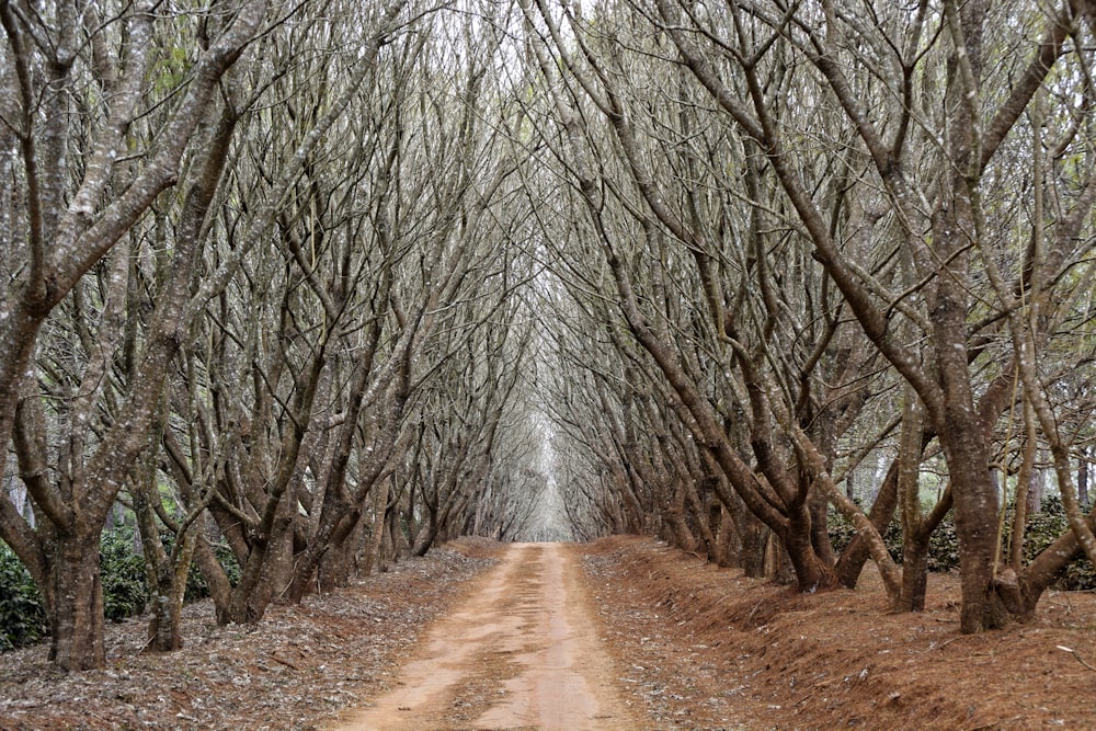 caminho entre árvores