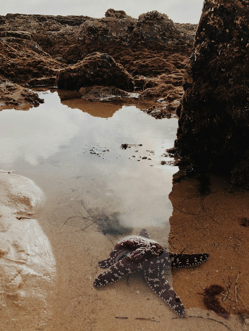 brown starfish on body of water near brown rock