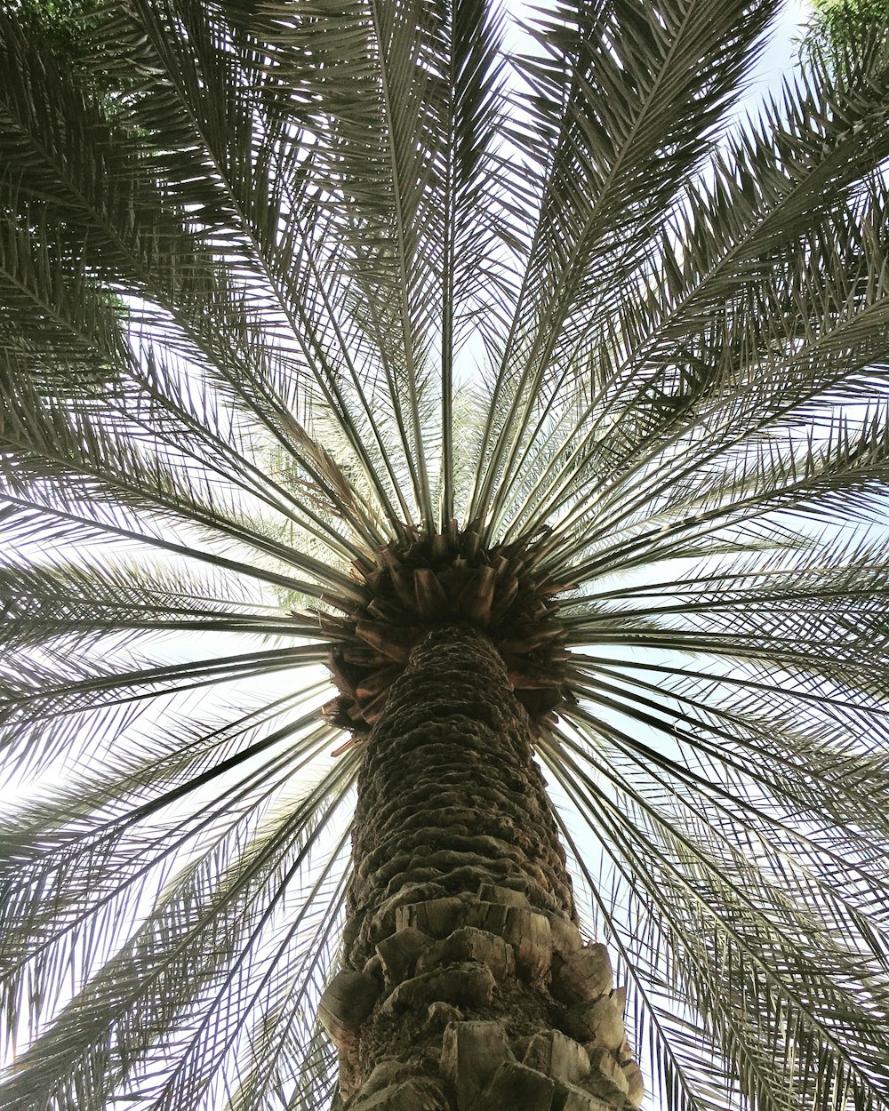 low-angle photography of tree