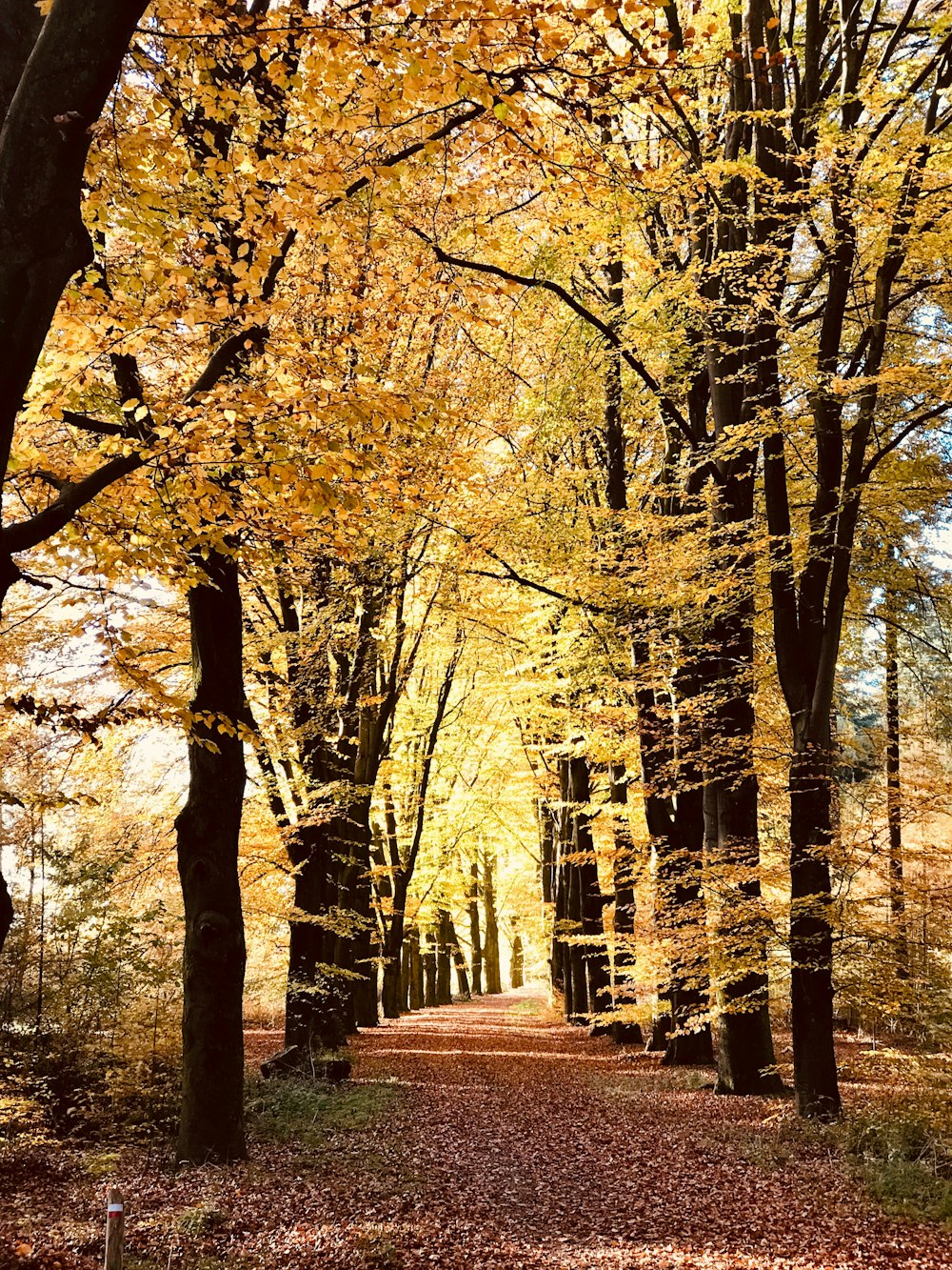 yellow trees in forest