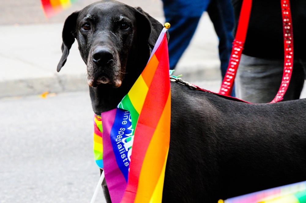 short-coat black dog during daytime photo