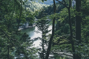 A peaceful river flowing through a dense forest with a small boat.