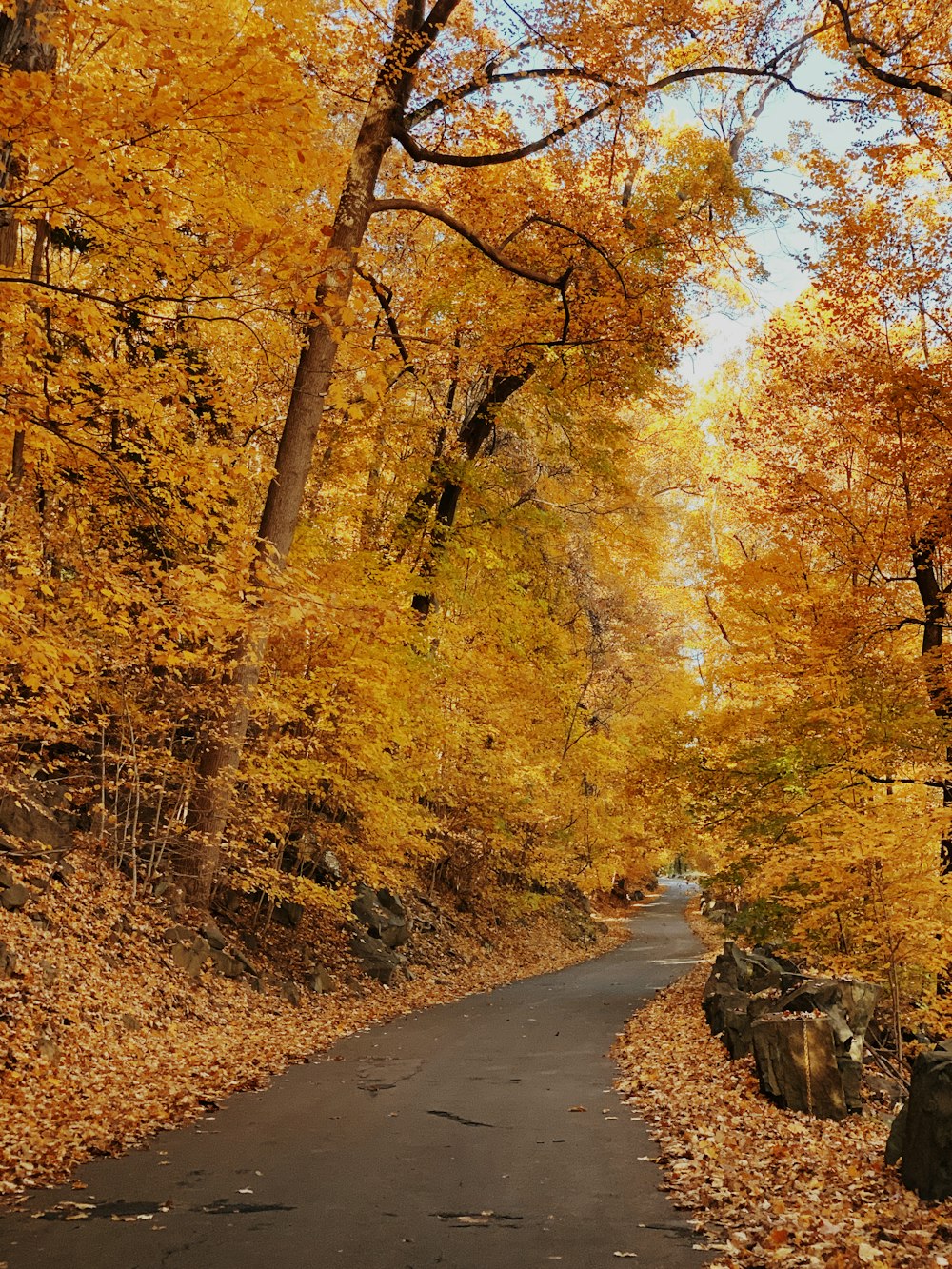 yellow tree photography