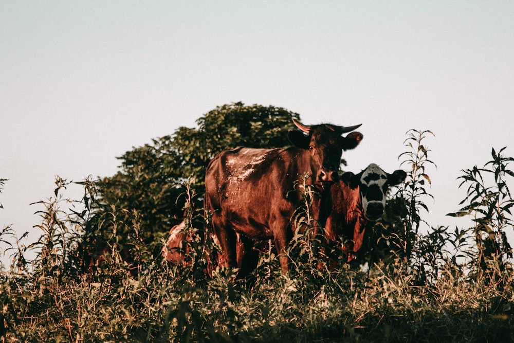 brown cows