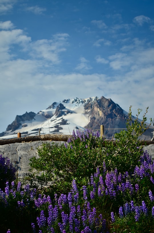 purple lupines near brown tree branch in Mount Hood United States