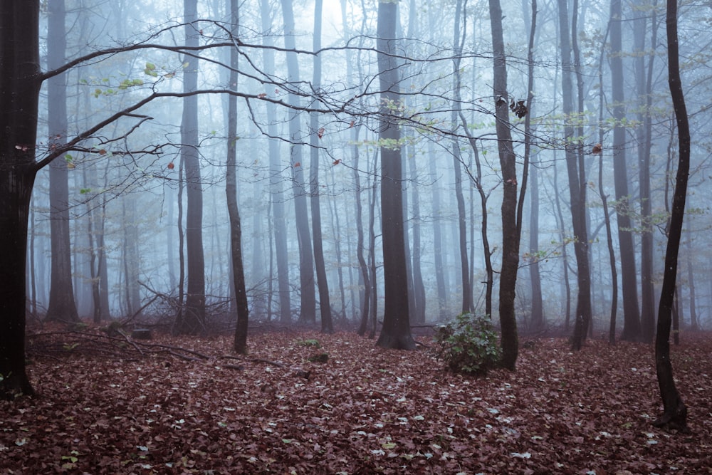 trees covered with fogs