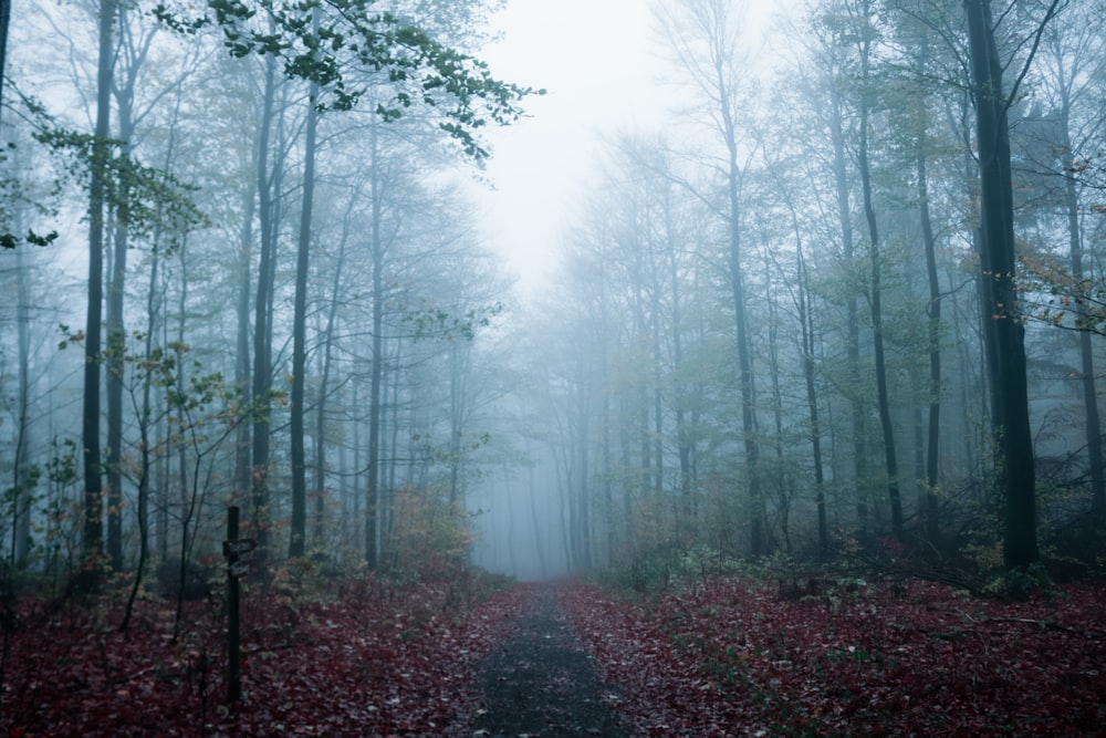 forest with fogs