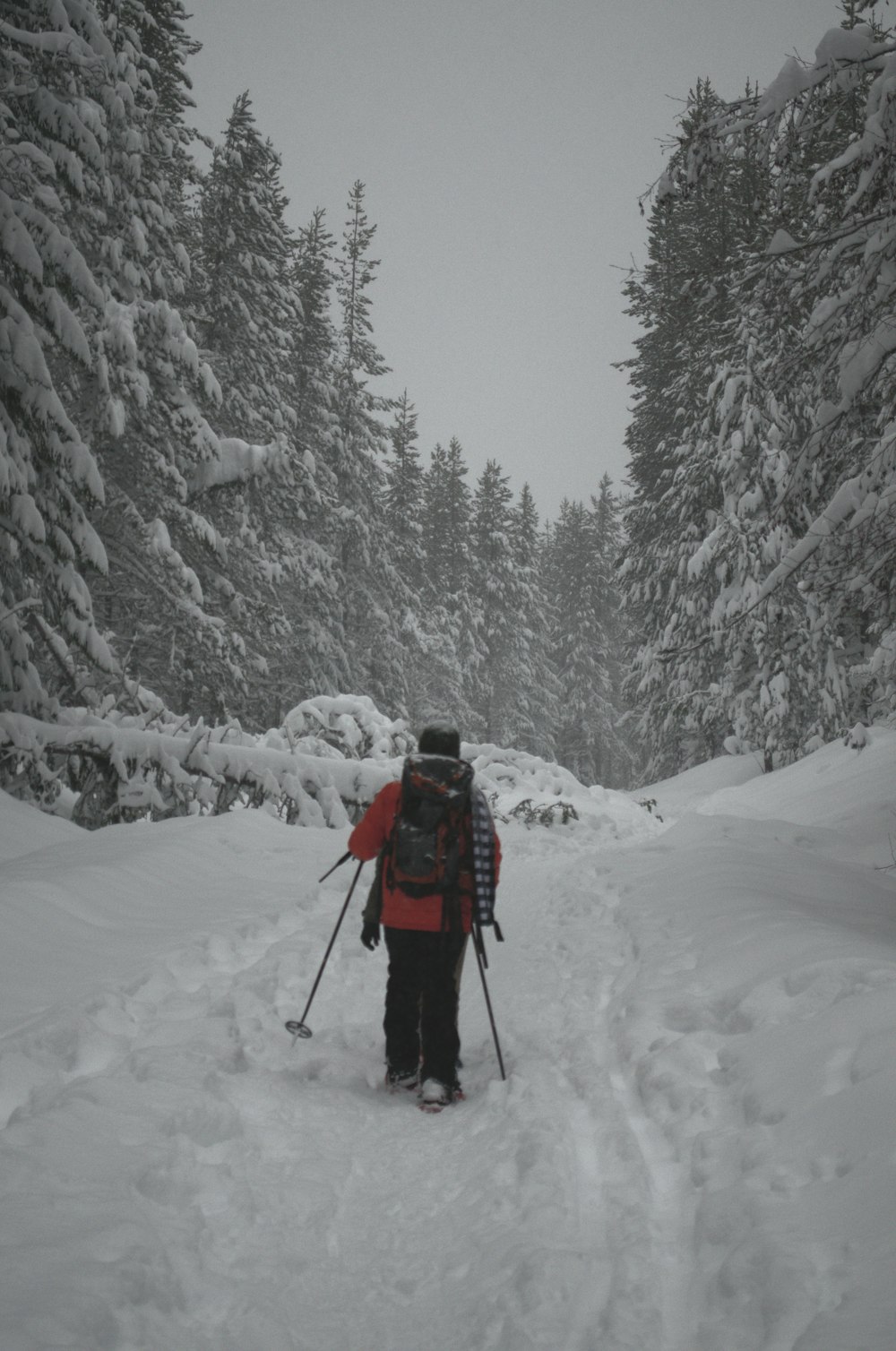person walking in forest covered with snow