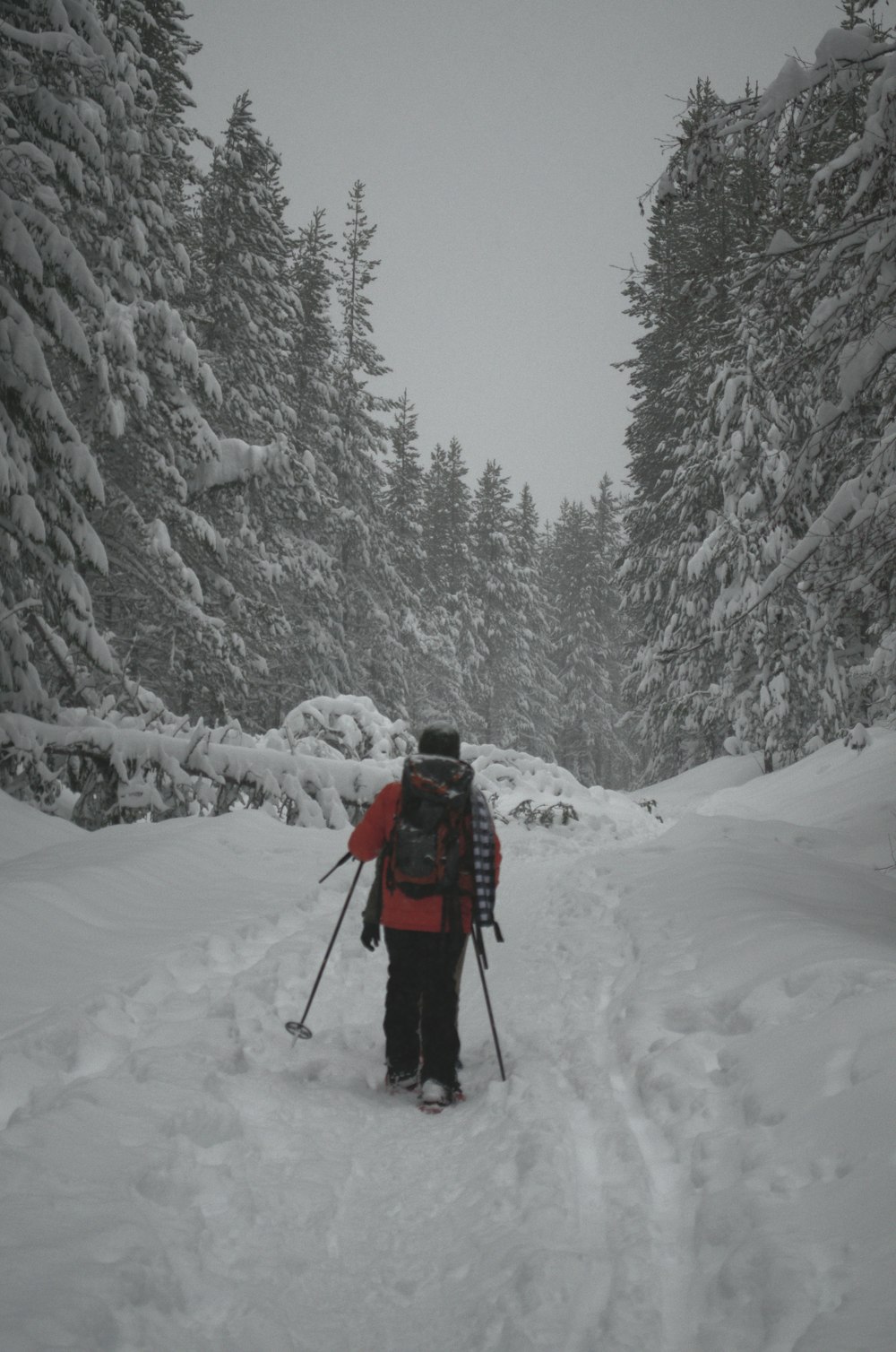 Person, die im schneebedeckten Wald spazieren geht