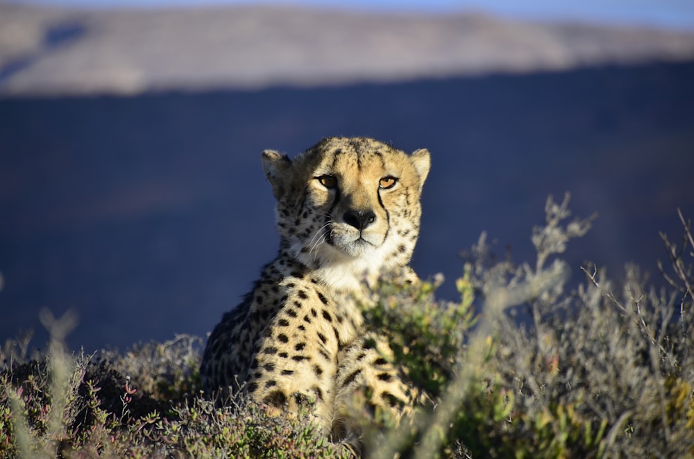 Leopard sitzt auf Wiese